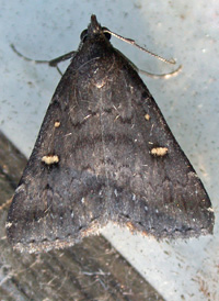 Smoky Tetanolita Smoky Tetanolita